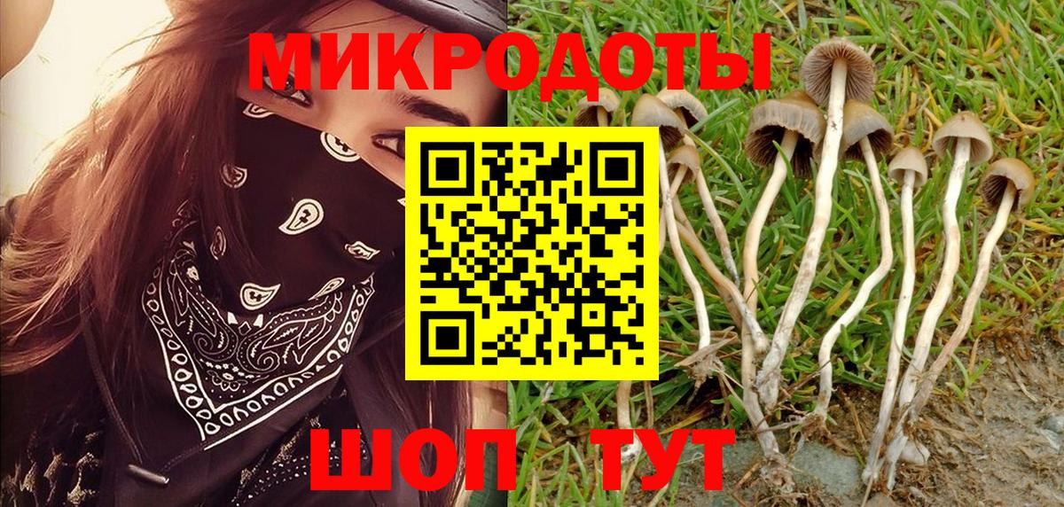 Галлюциногенные грибы Psilocybine cubensis Корсаков